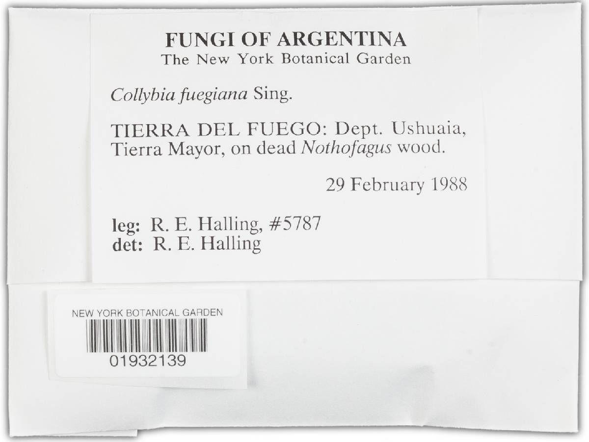 Collybia fuegiana image