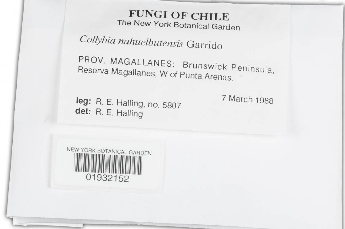 Collybia nahuelbutensis image