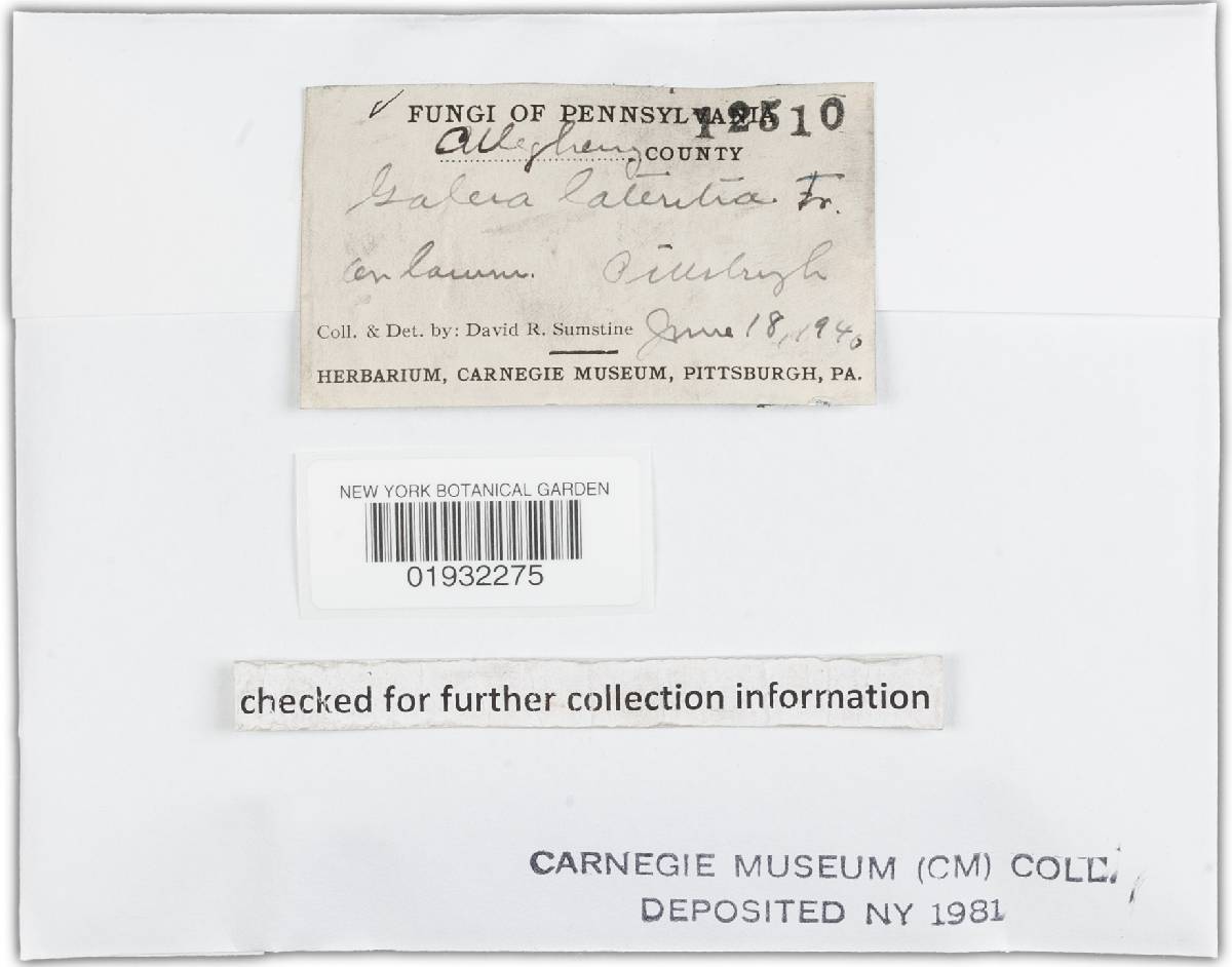 Conocybe lateritia image