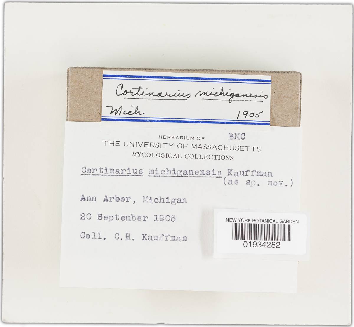 Cortinarius michiganensis image