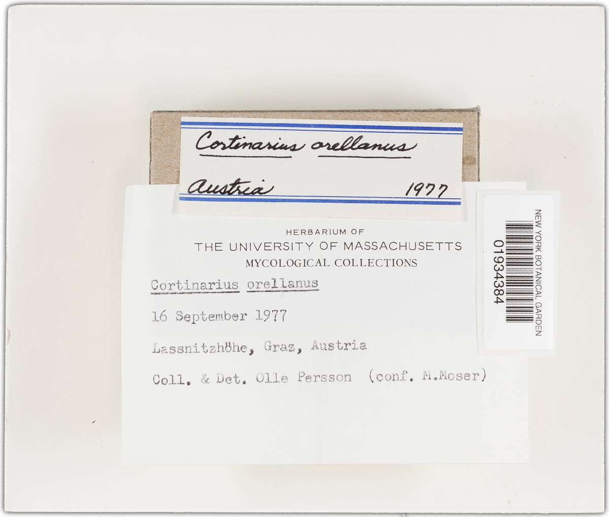 Cortinarius orellanus image
