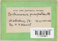 Cortinarius praepallens image