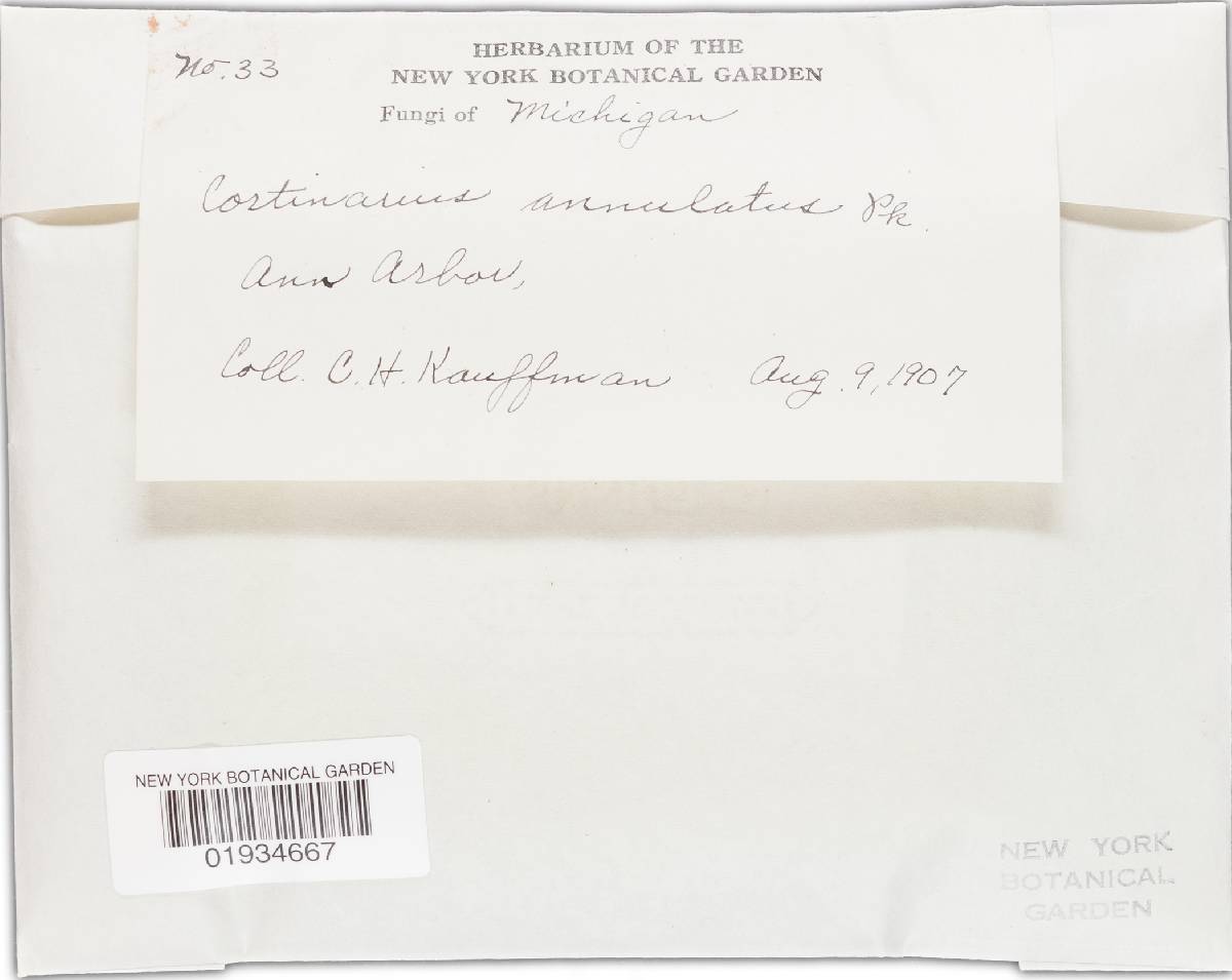 Cortinarius annulatus image