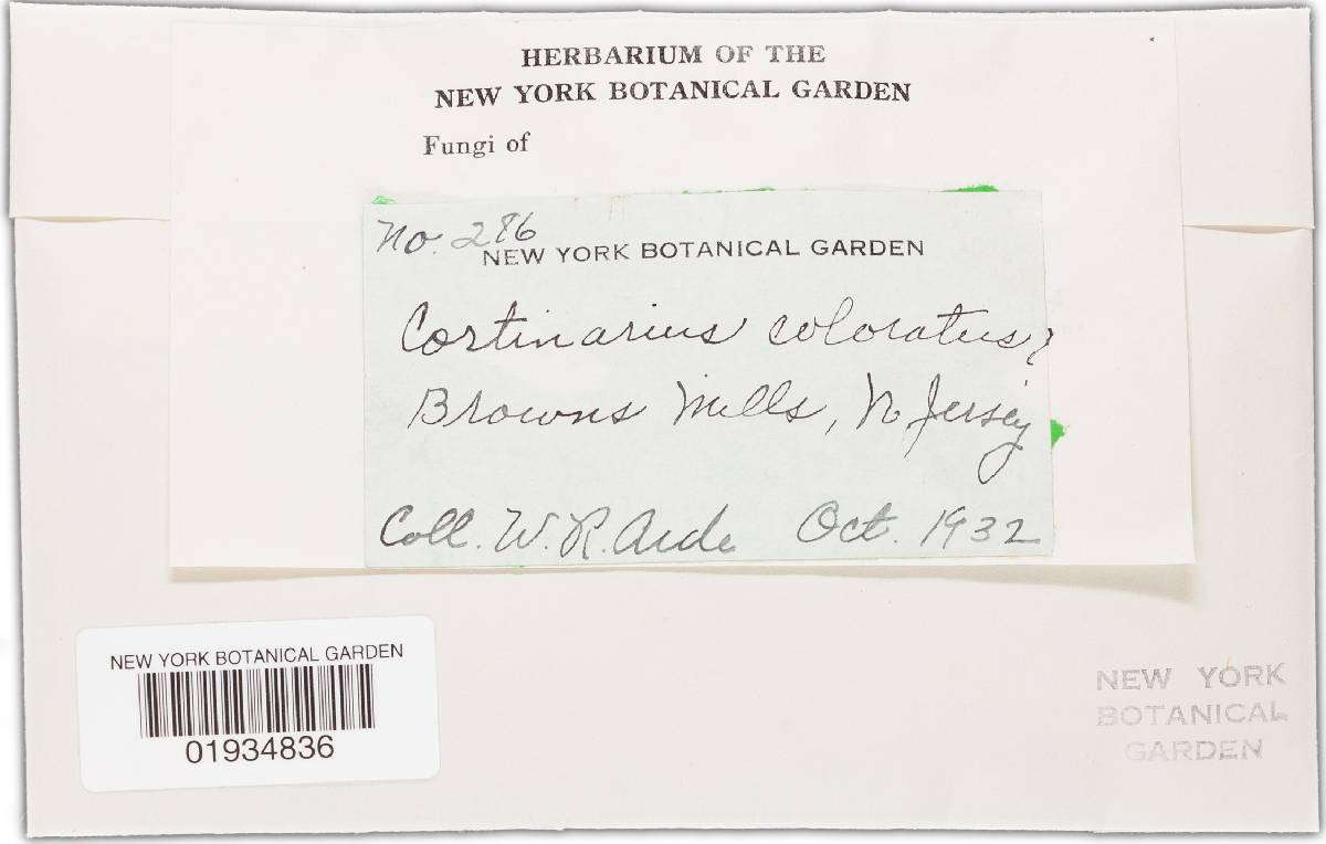 Cortinarius coloratus image