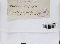 Daedaleopsis confragosa image