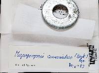 Megasporoporia cavernulosa image