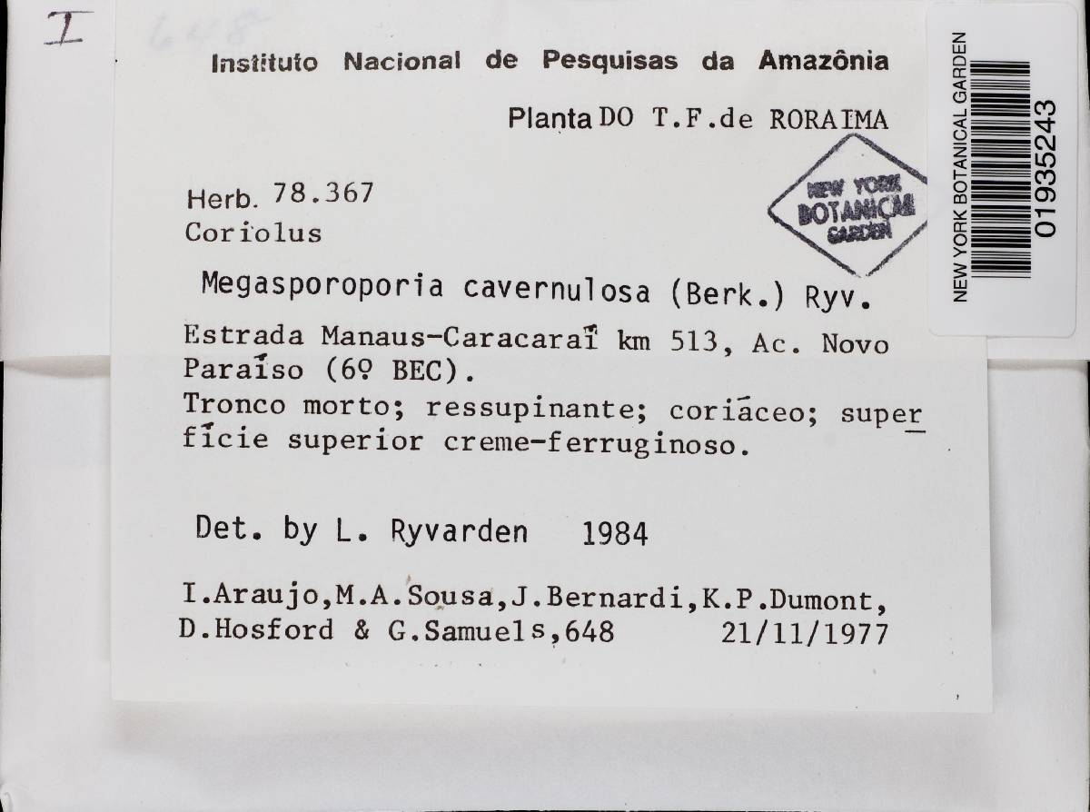 Megasporoporia cavernulosa image