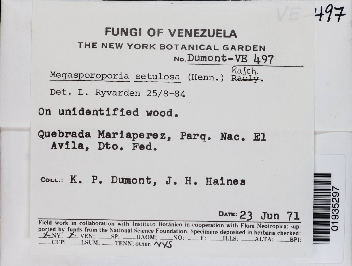 Megasporoporia setulosa image