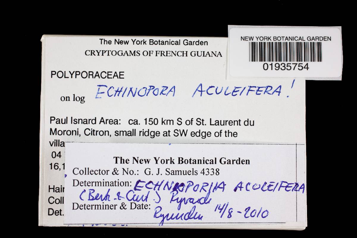 Echinoporia aculeifera image