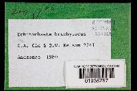 Echinochaete brachypora image