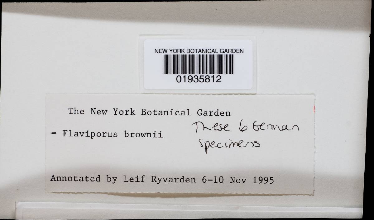 Flaviporus brownei image