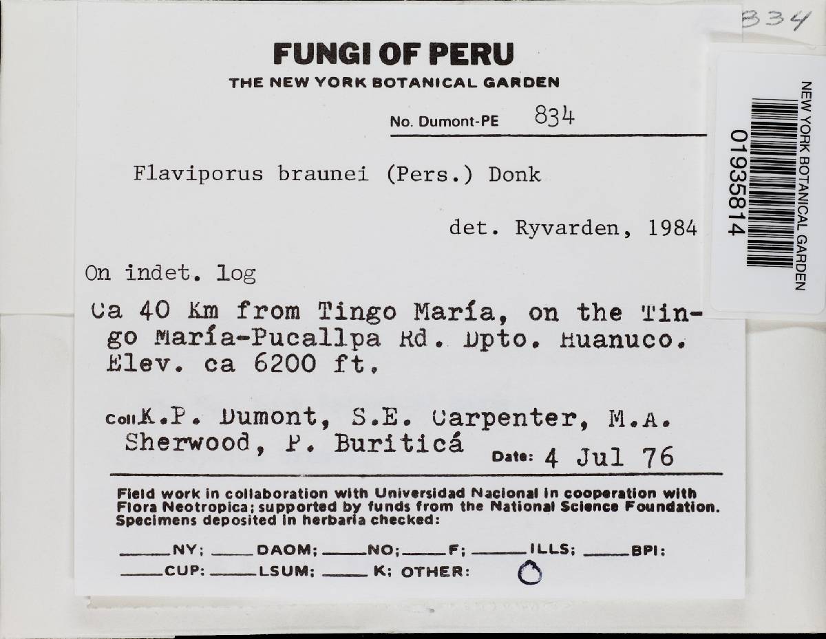 Flaviporus brownei image