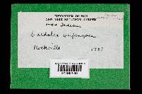 Daedaleopsis confragosa image