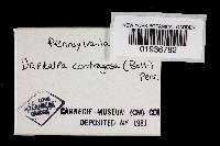 Daedaleopsis confragosa image