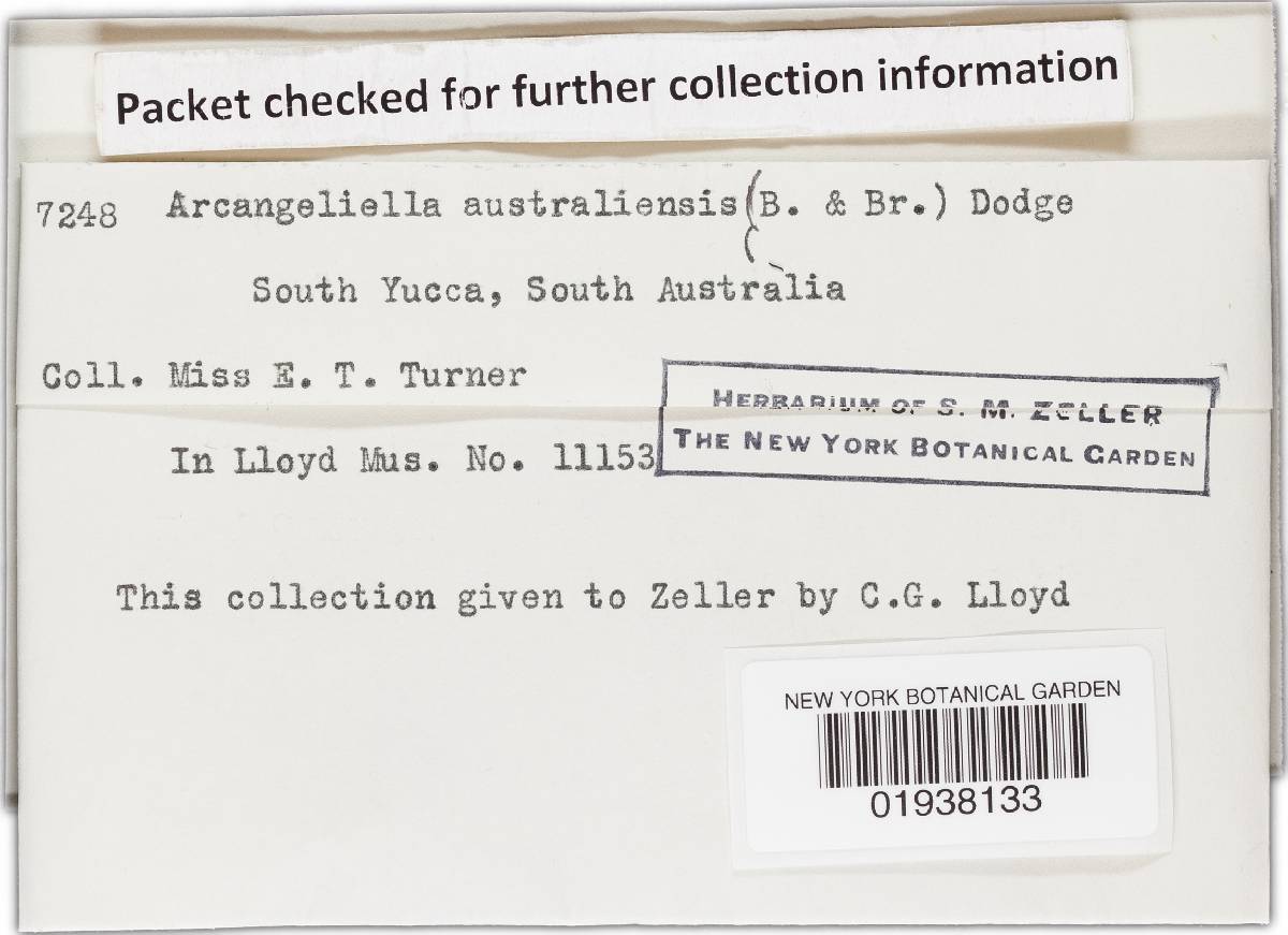 Zelleromyces australiensis image