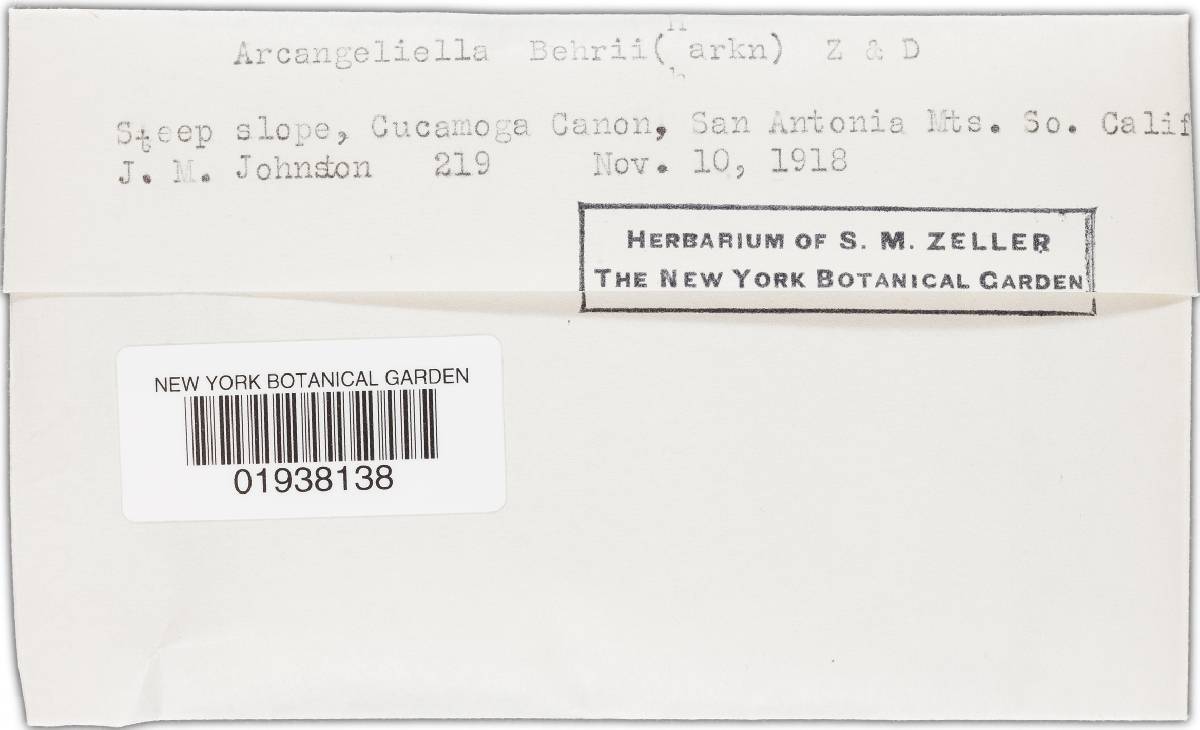 Zelleromyces australiensis image