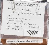 Battarrea phalloides image