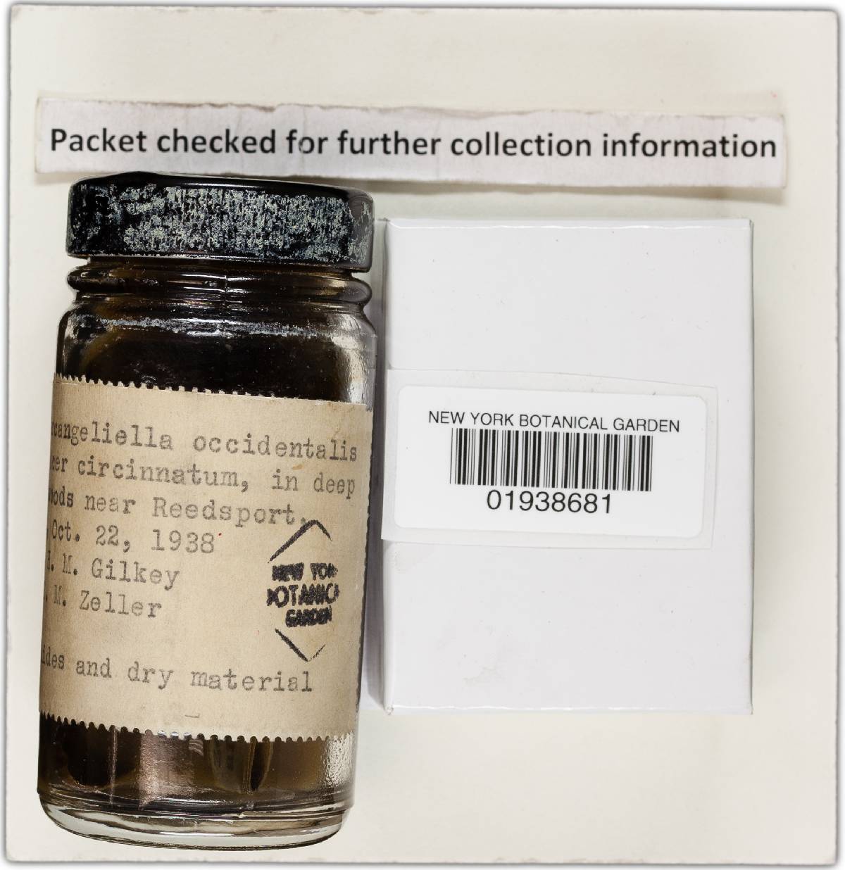 Arcangeliella occidentalis image