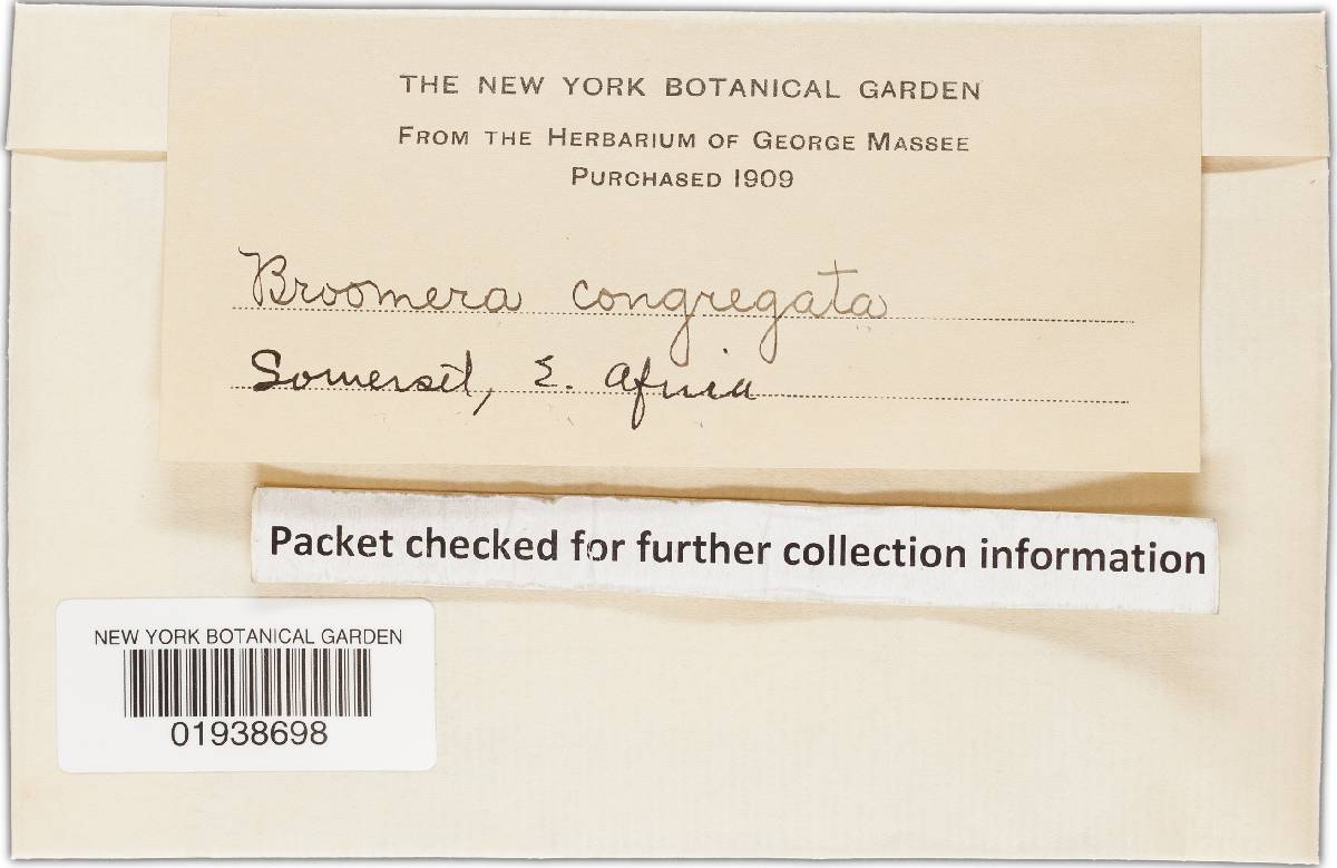 Broomeia congregata image