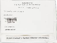 Broomeia congregata image