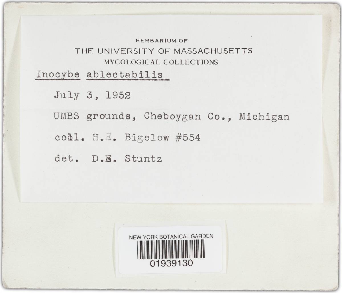 Inocybe oblectabilis image