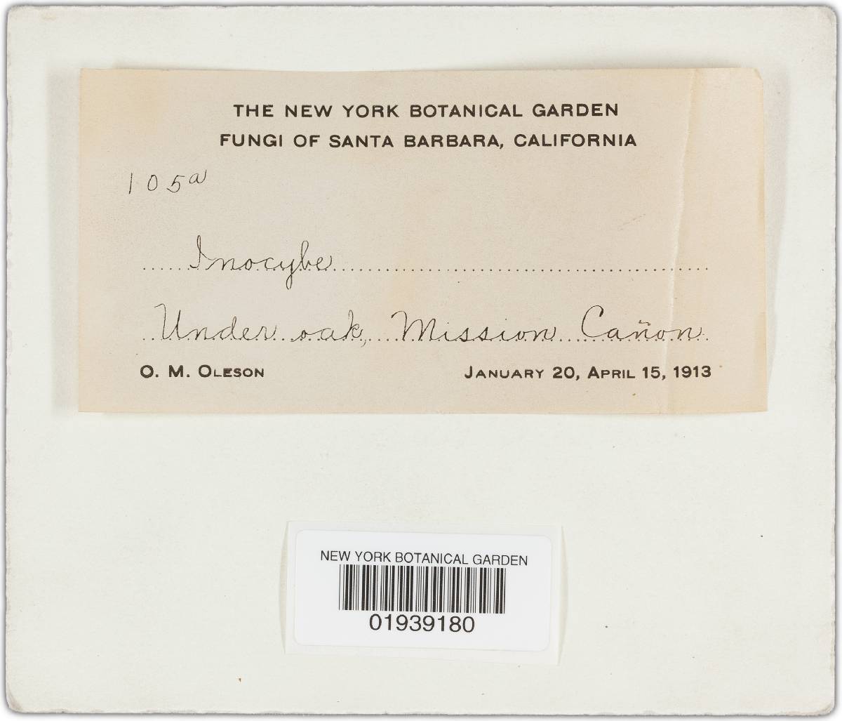 Inocybe sambucina image