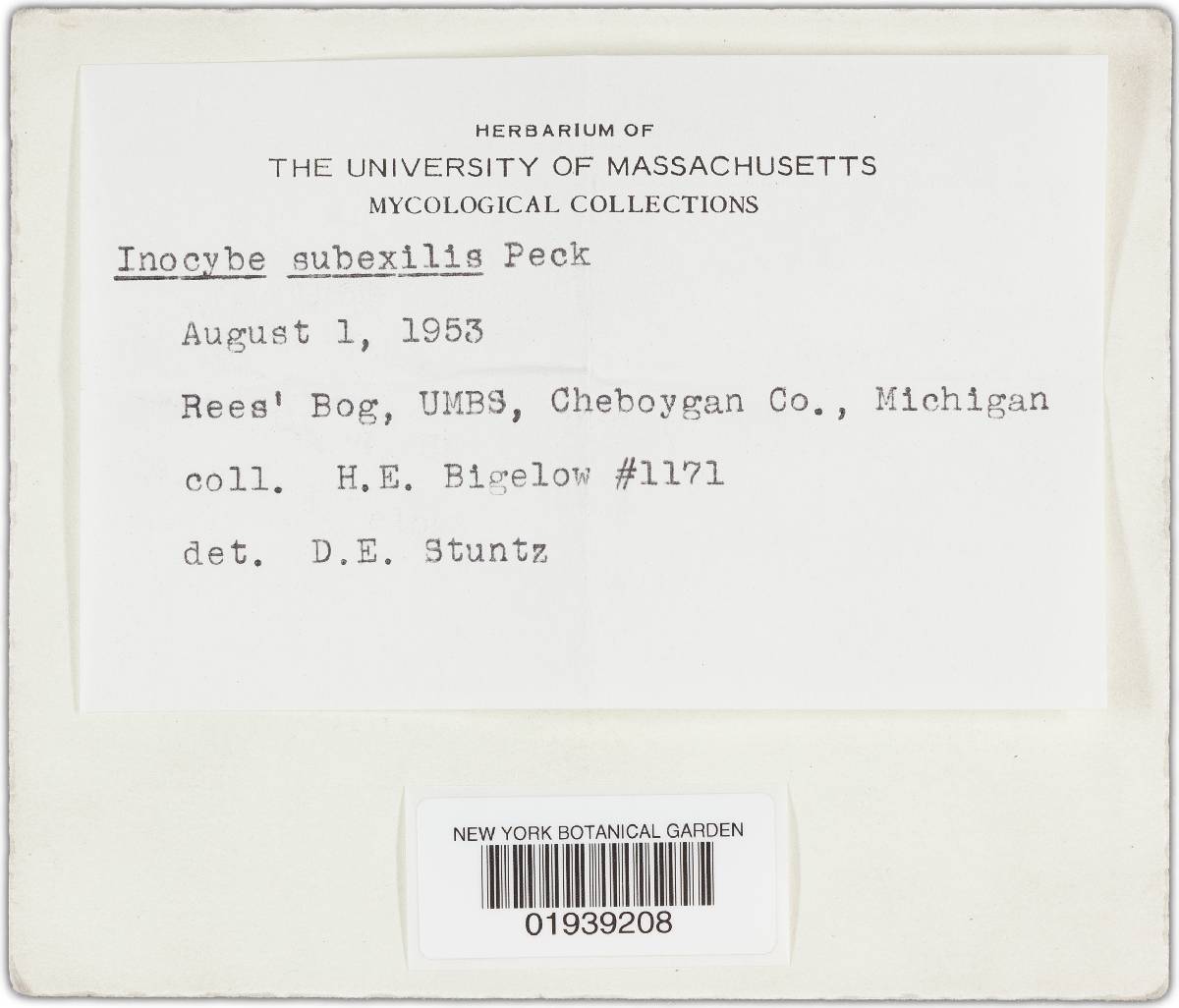Inocybe subexilis image
