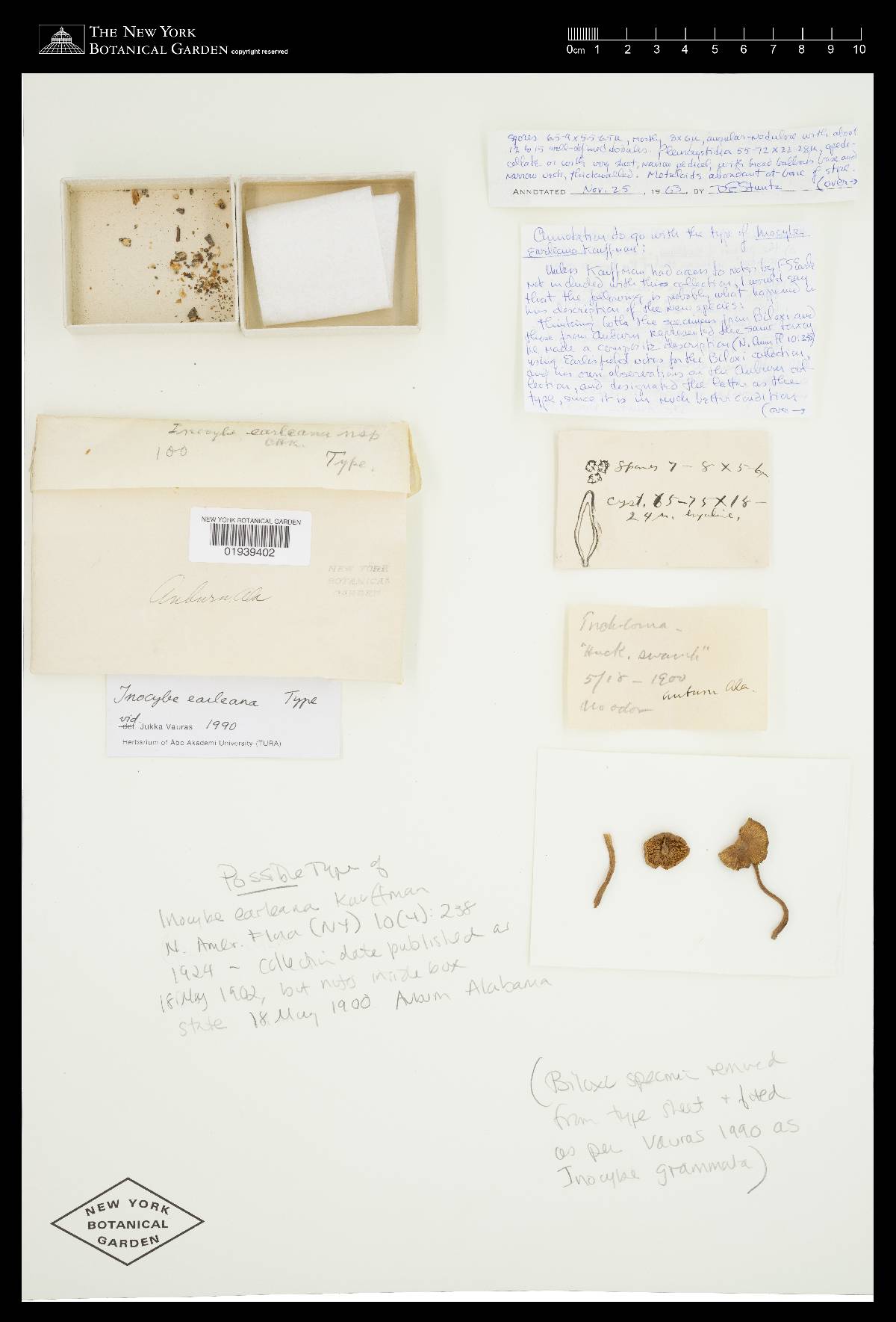 Inocybe earleana image