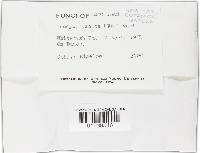 Inocybe lacera image