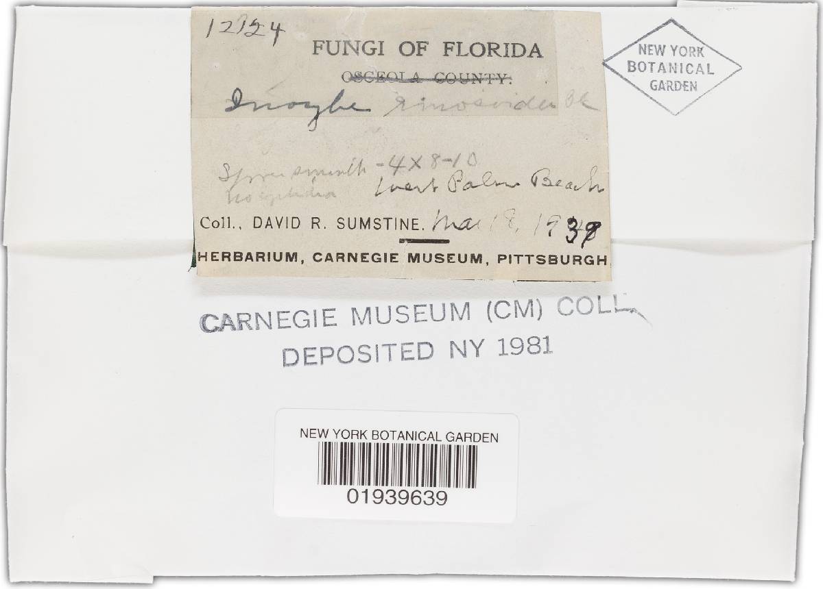 Inocybe rimosoides image