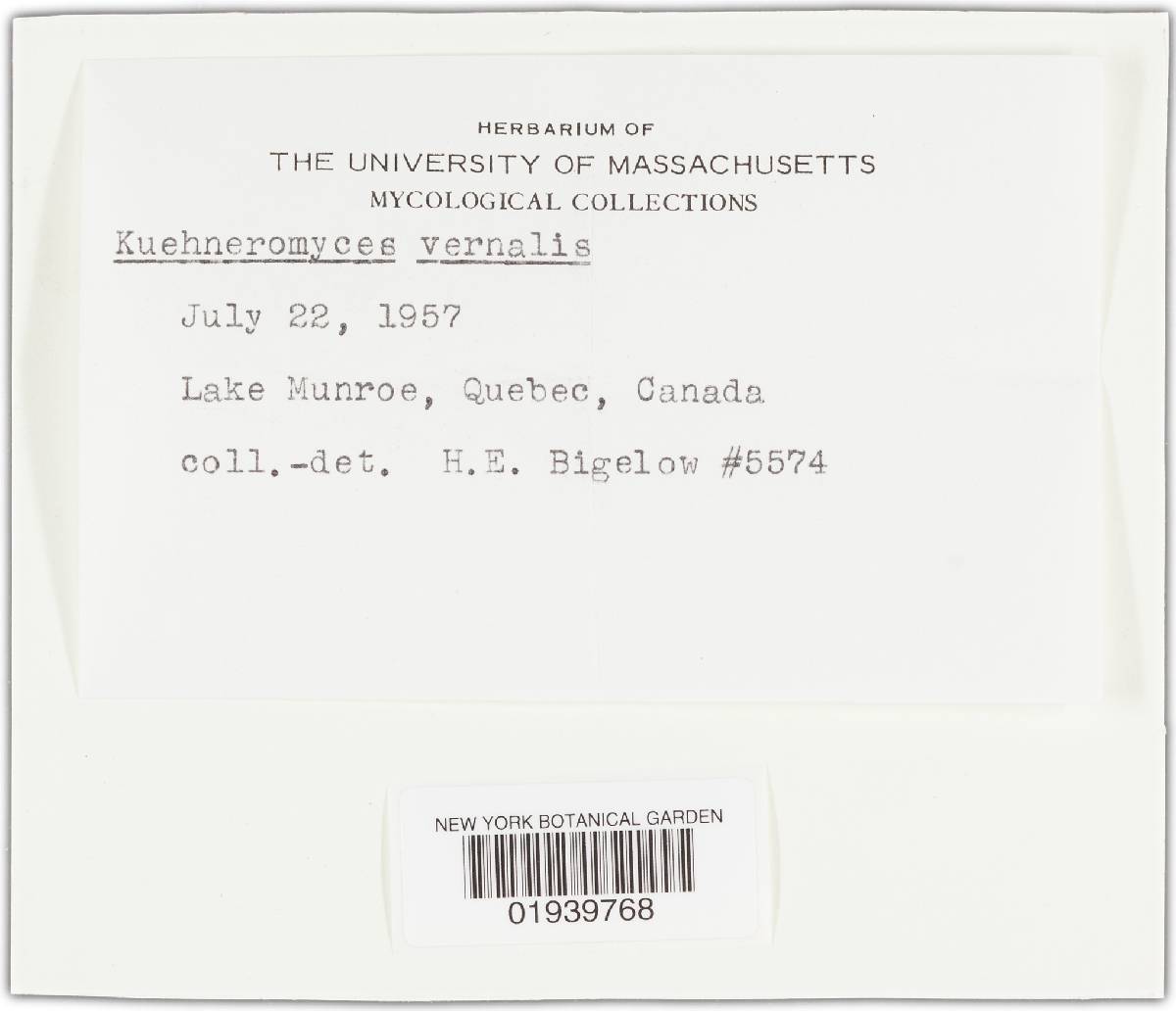 Kuehneromyces vernalis image