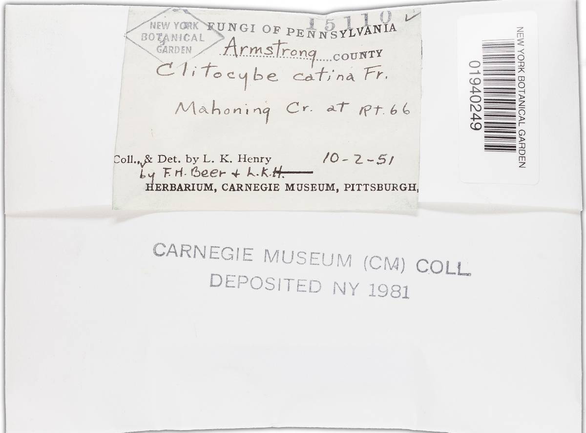 Clitocybe catinus image