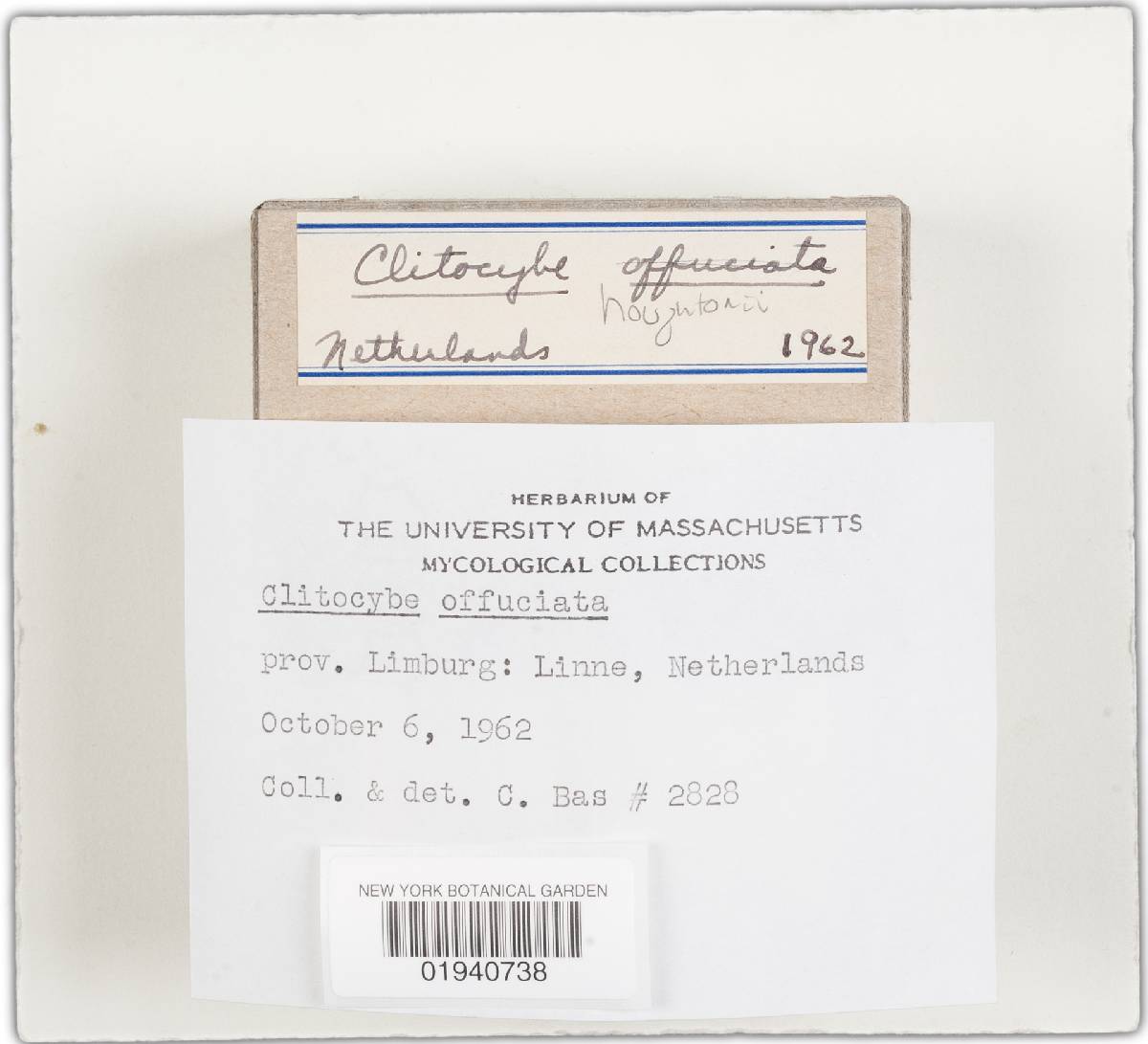 Clitocybe houghtonii image