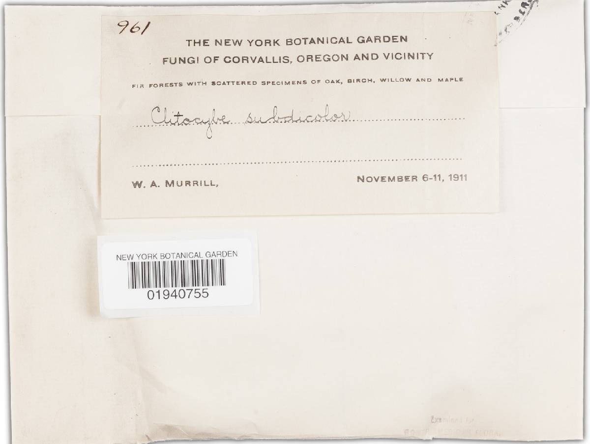 Clitocybe subdicolor image