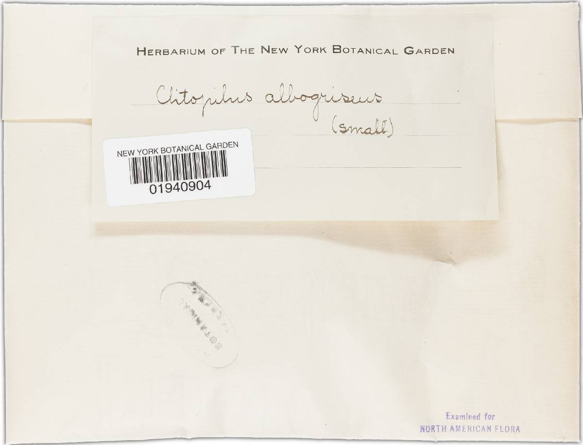 Clitopilus albogriseus image
