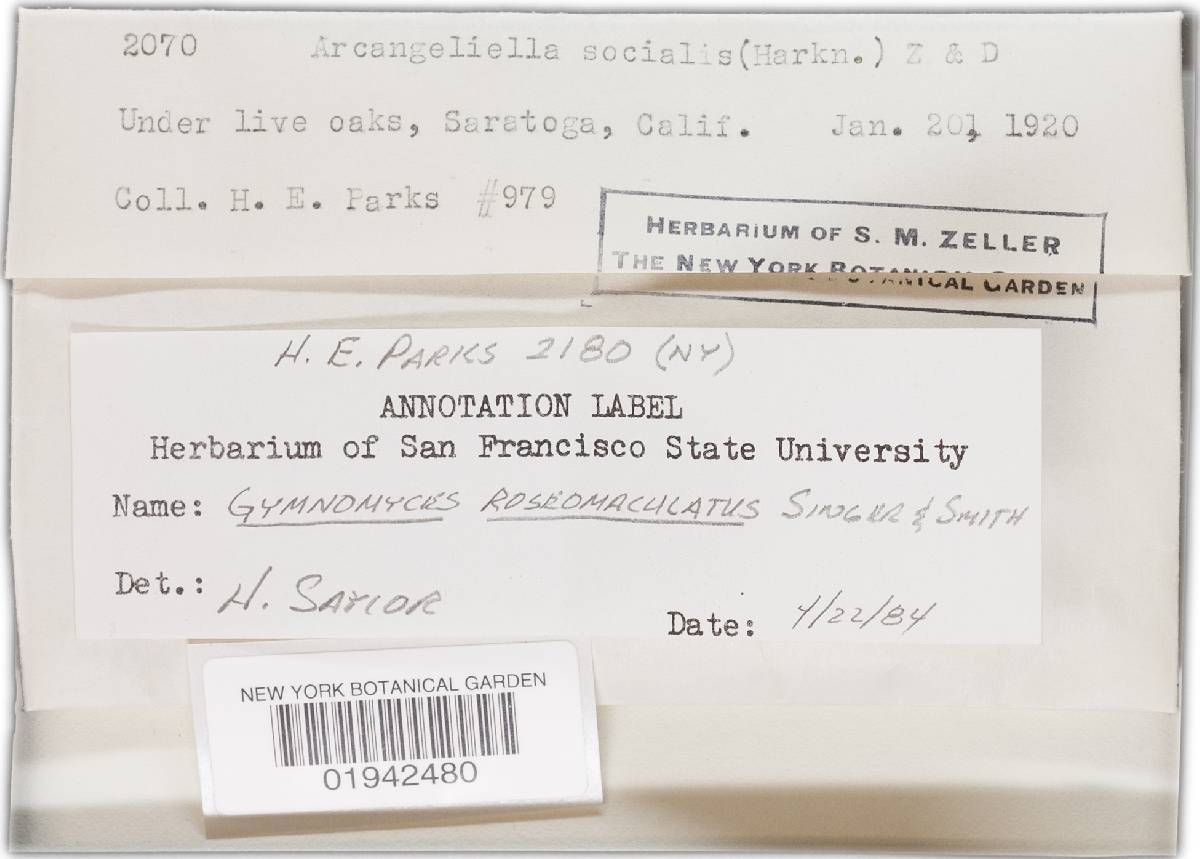 Gymnomyces roseomaculatus image