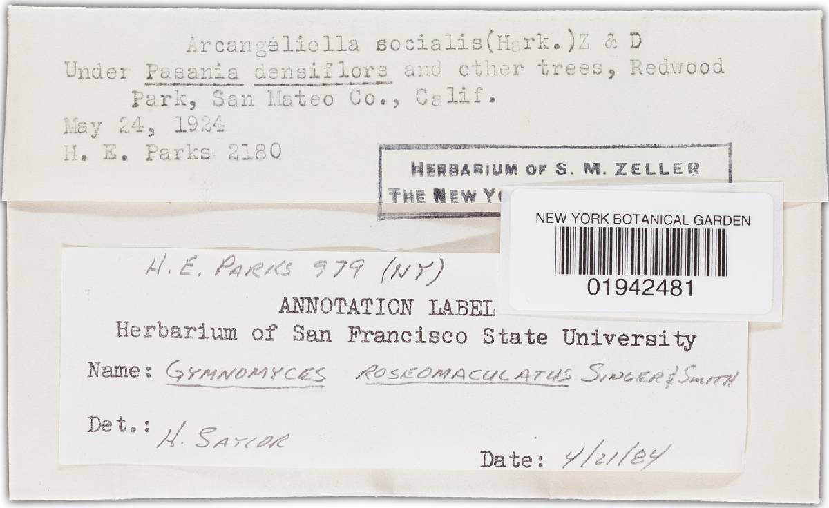 Gymnomyces roseomaculatus image