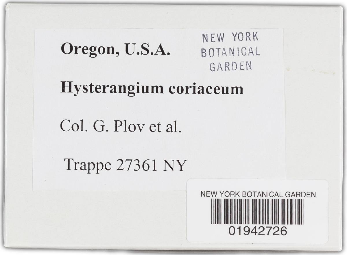 Hysterangium coriaceum image