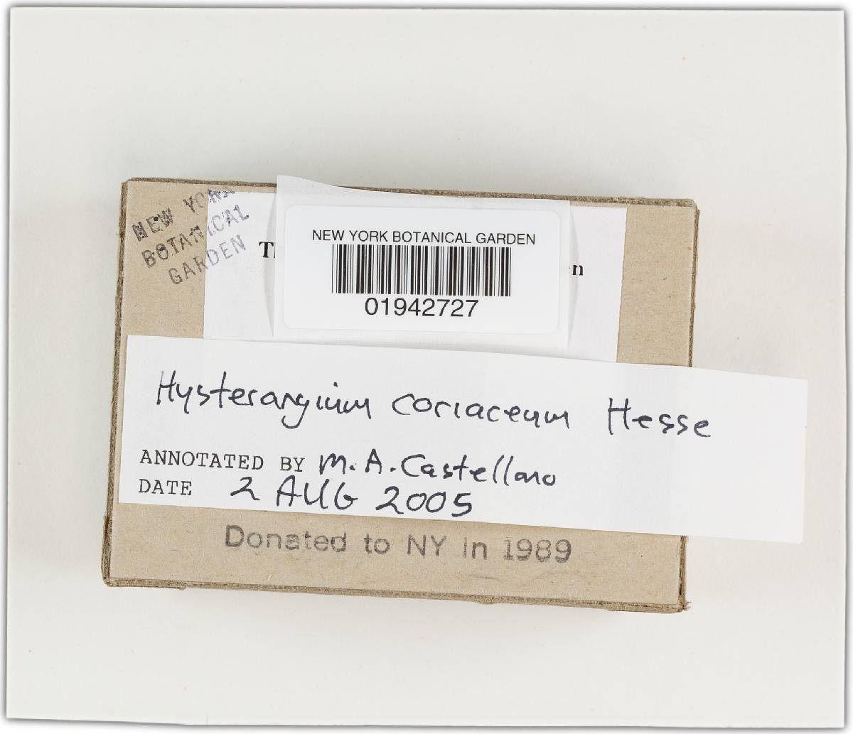 Hysterangium coriaceum image