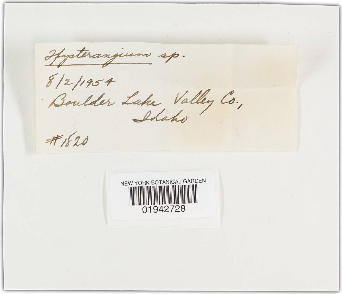 Hysterangium coriaceum image