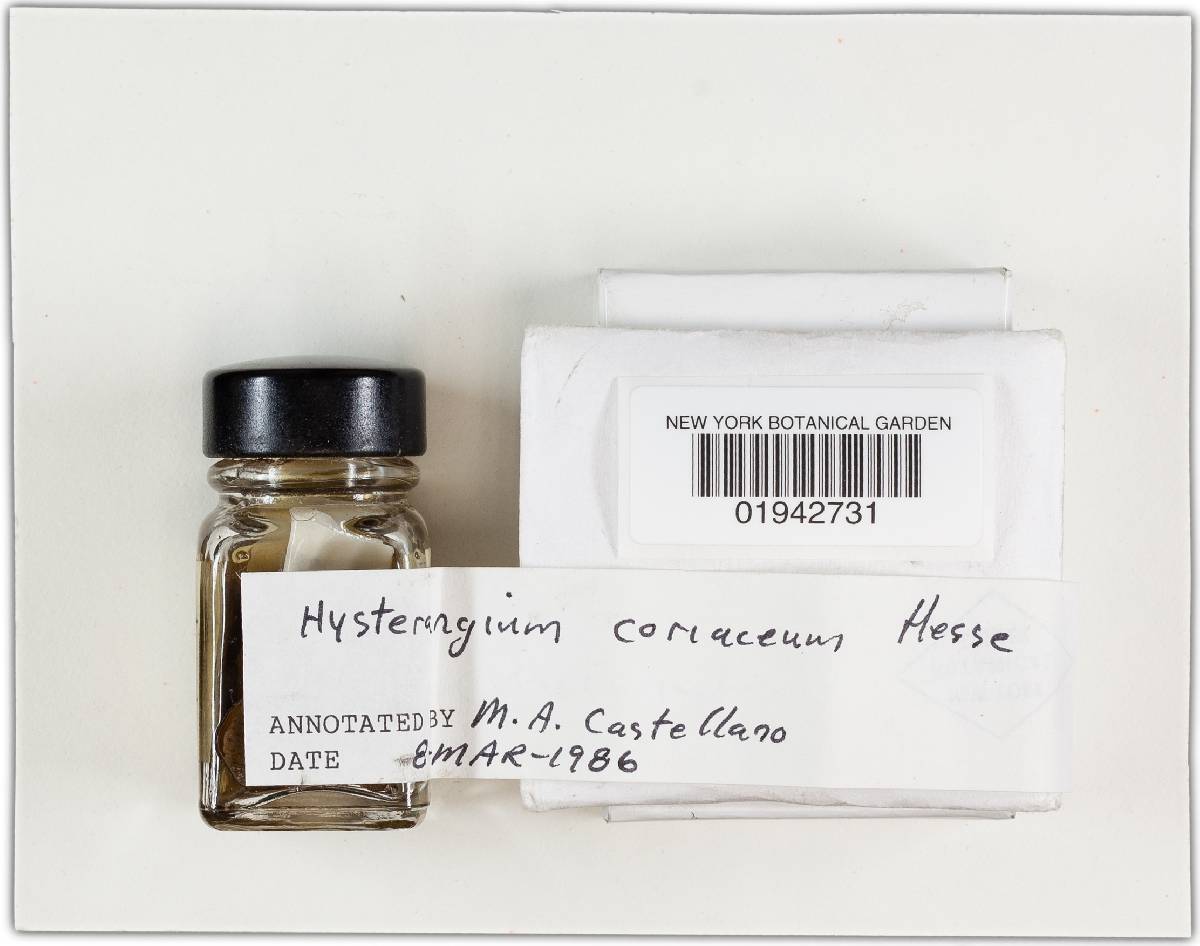 Hysterangium coriaceum image
