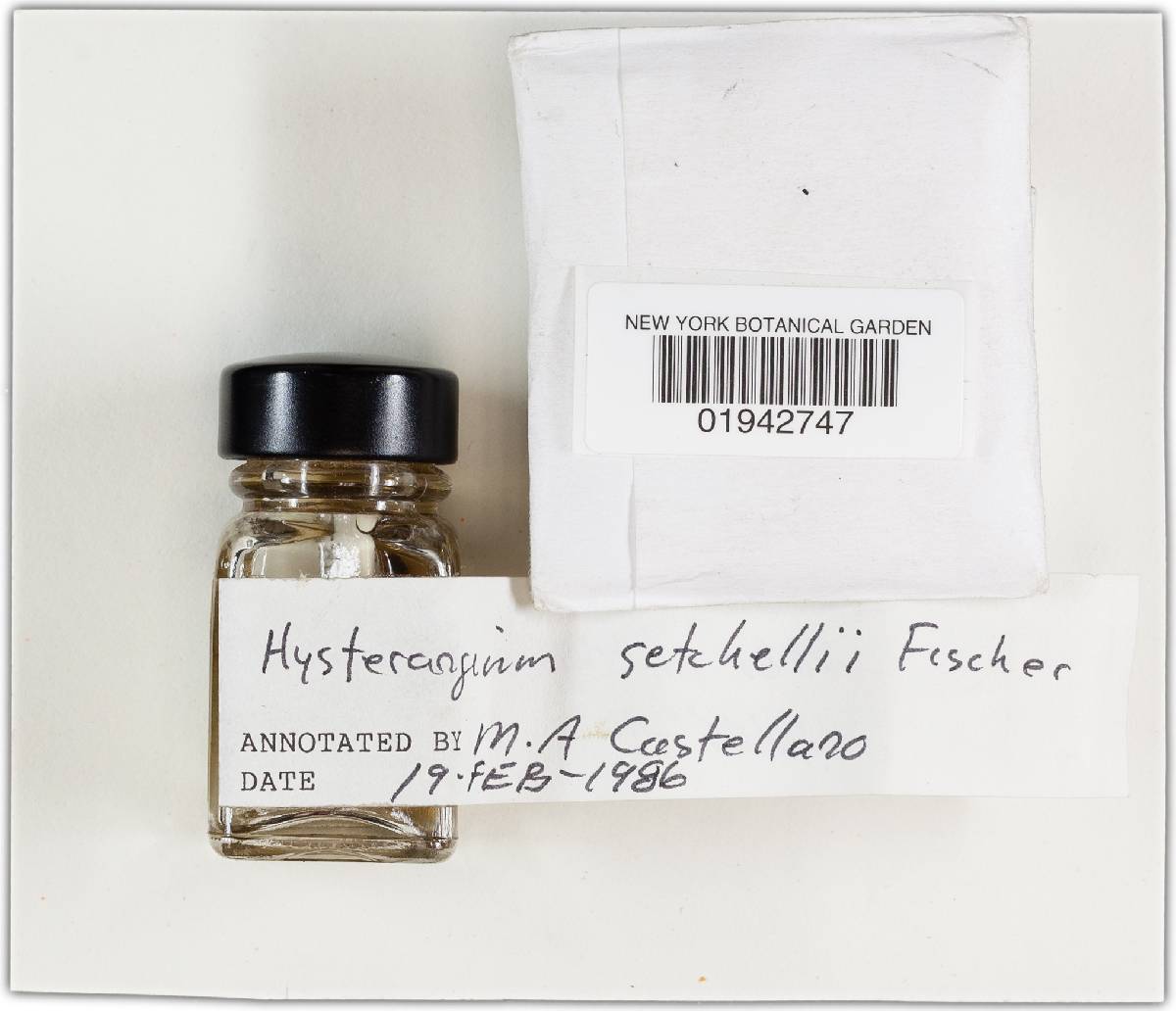 Hysterangium setchellii image