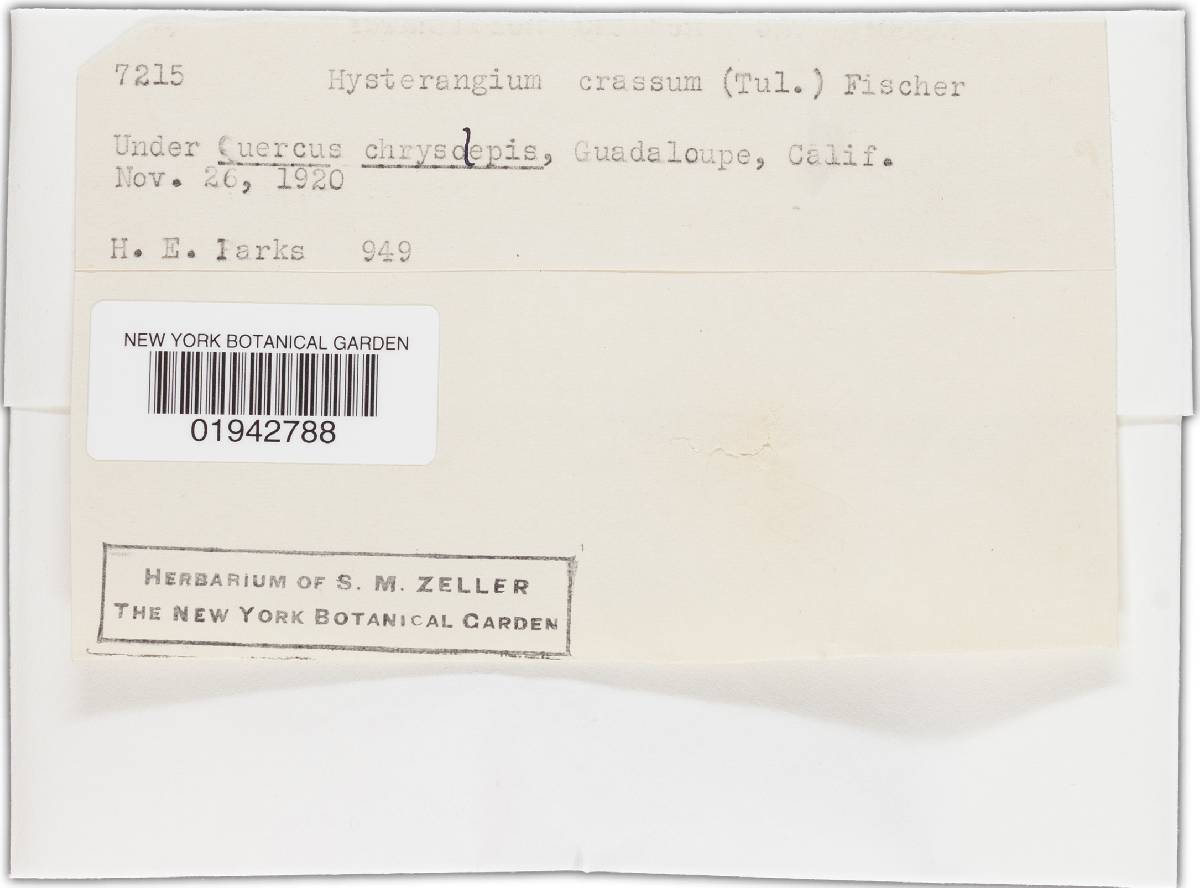 Hysterangium crassum image