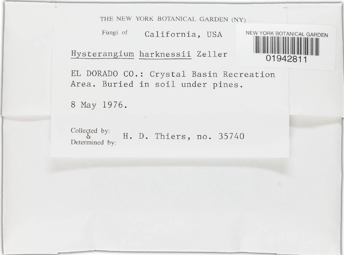 Hysterangium harknessii image