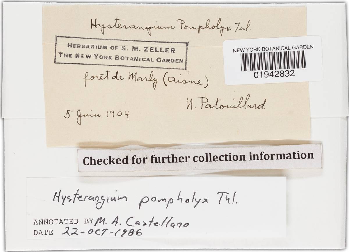 Hysterangium pompholyx image