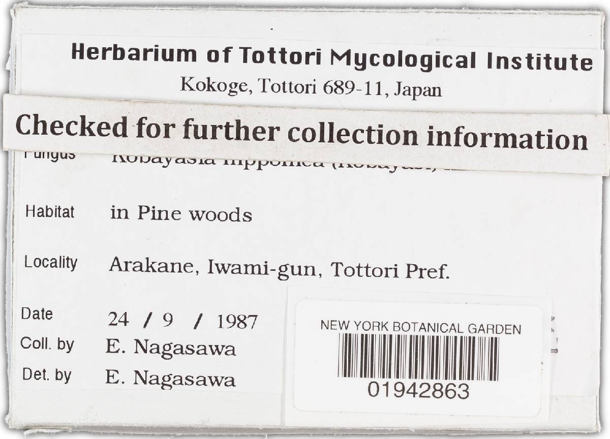Kobayasia nipponica image