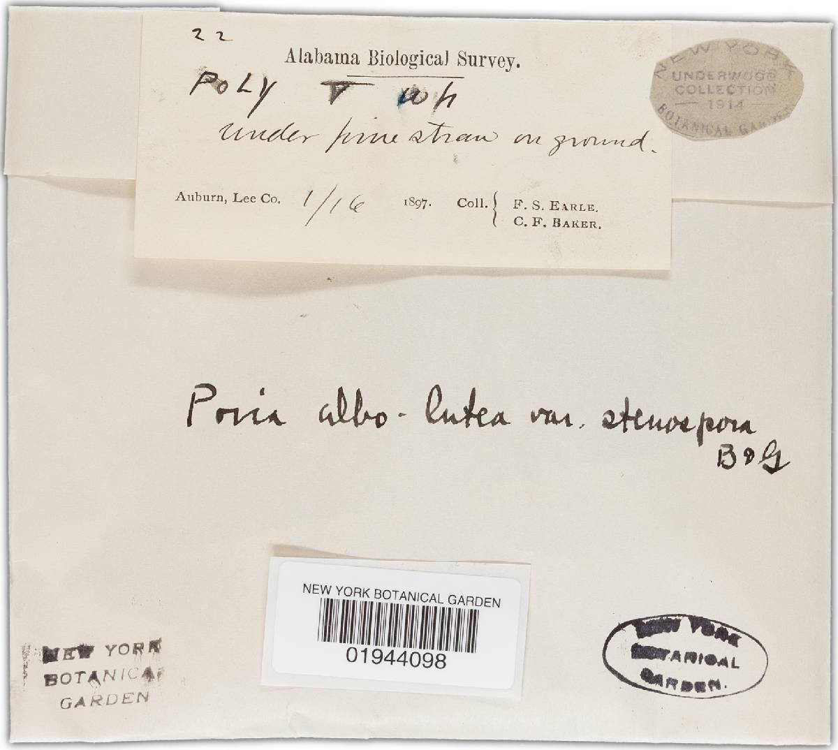 Sistotrema alboluteum image
