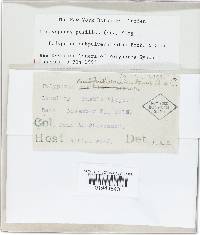 Panellus pusillus image