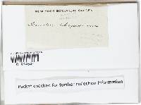 Panellus pusillus image