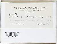 Panellus pusillus image
